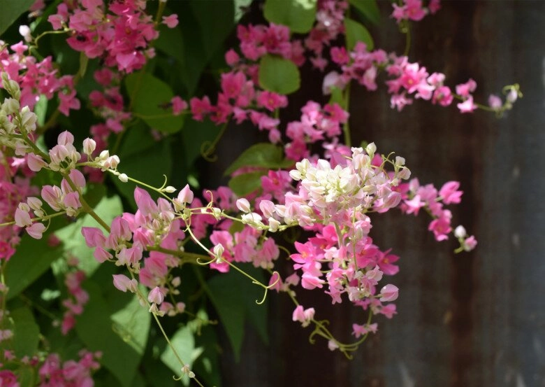 Cây bờ rào đổi đời thành nữ hoàng dây leo nở quanh năm vừa làm cảnh vừa làm thuốc giá 150000 đồngcây - 4