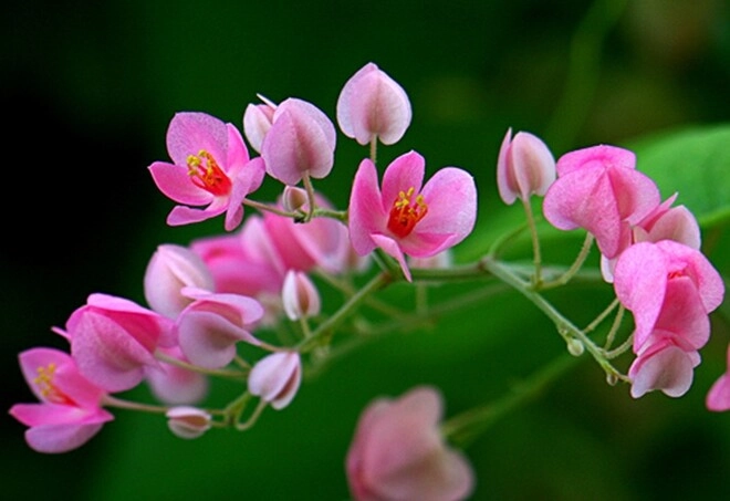 Cây bờ rào đổi đời thành nữ hoàng dây leo nở quanh năm vừa làm cảnh vừa làm thuốc giá 150000 đồngcây - 5