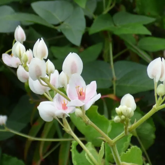 Cây bờ rào đổi đời thành nữ hoàng dây leo nở quanh năm vừa làm cảnh vừa làm thuốc giá 150000 đồngcây - 7