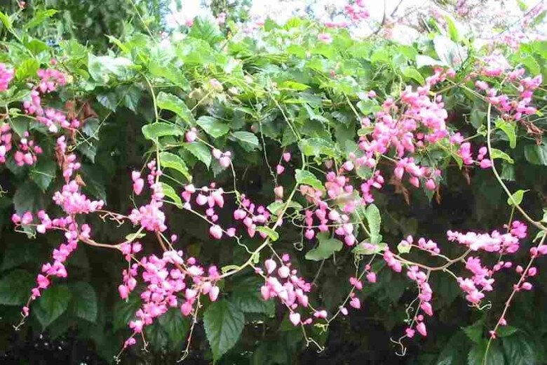 Cây bờ rào đổi đời thành nữ hoàng dây leo nở quanh năm vừa làm cảnh vừa làm thuốc giá 150000 đồngcây - 8