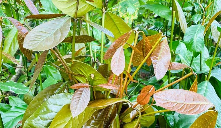 Cây dại cắm đất là lên tua tủa xưa mọc vạ vật bìa rừng nay thành đặc sản 150000đkg trồng một cây thu hoạch quanh năm - 5