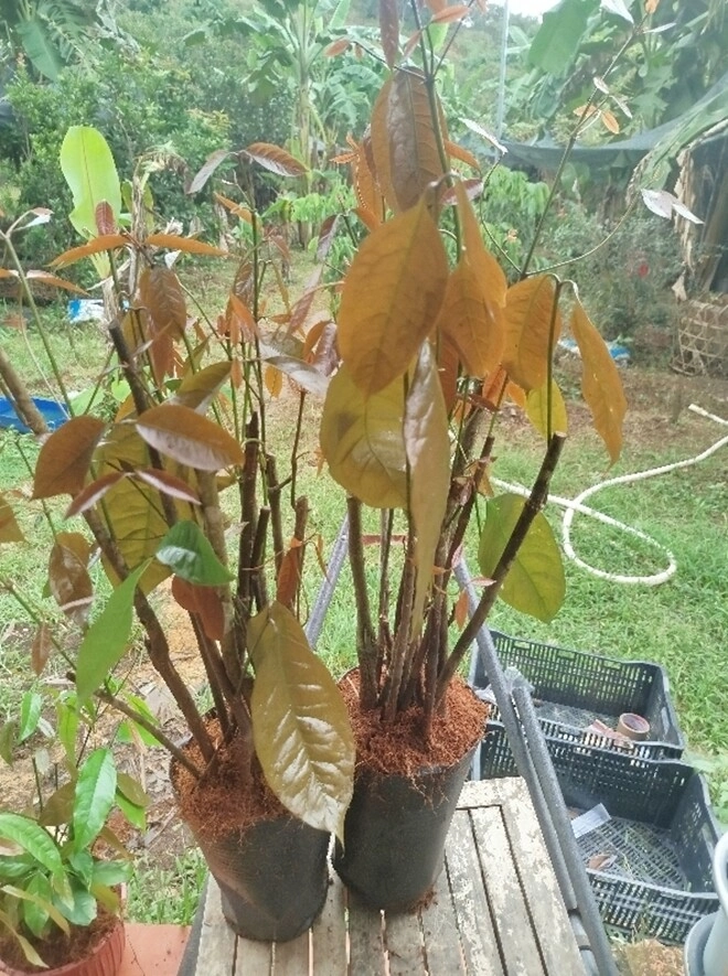 Cây dại cắm đất là lên tua tủa xưa mọc vạ vật bìa rừng nay thành đặc sản 150000đkg trồng một cây thu hoạch quanh năm - 7