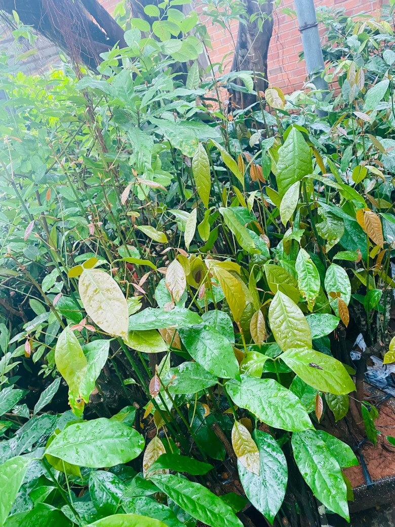Cây dại cắm đất là lên tua tủa xưa mọc vạ vật bìa rừng nay thành đặc sản 150000đkg trồng một cây thu hoạch quanh năm - 8