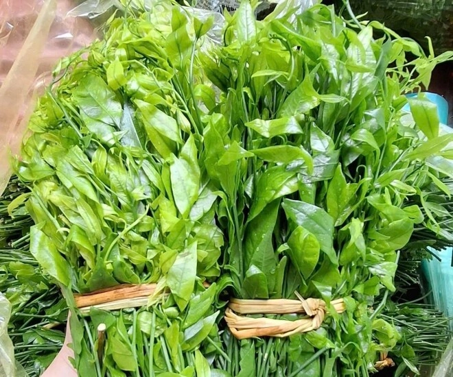 Cây dại mọc bờ bụi xưa không ai ăn nay thành đặc sản giá 200000 đồngkg trồng một lần thu hoạch được nhiều năm - 1