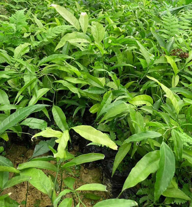 Cây dại mọc bờ bụi xưa không ai ăn nay thành đặc sản giá 200000 đồngkg trồng một lần thu hoạch được nhiều năm - 4