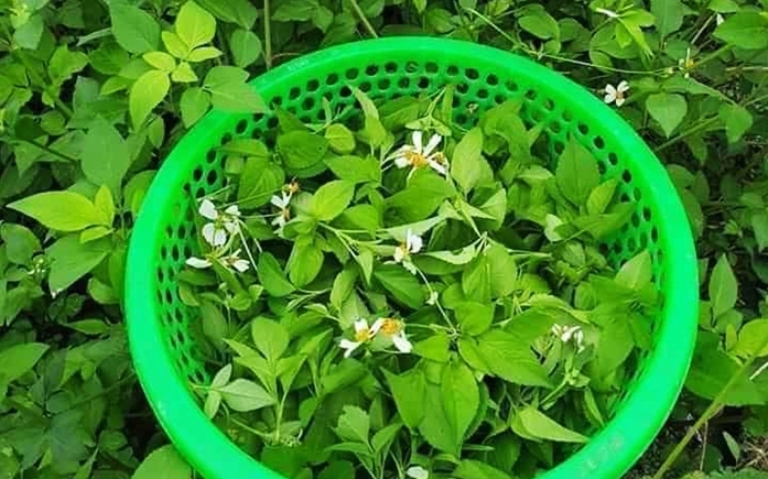 Cây dại mọc bờ mọc bụi xưa không ai ăn giờ lại như đặc sản đem xào hay nấu canh đều cực ngon - 1