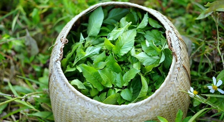 Cây dại mọc bờ mọc bụi xưa không ai ăn giờ lại như đặc sản đem xào hay nấu canh đều cực ngon - 2
