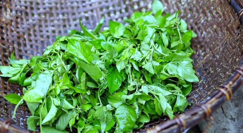 Cây dại mọc bờ mọc bụi xưa không ai ăn giờ lại như đặc sản đem xào hay nấu canh đều cực ngon - 3