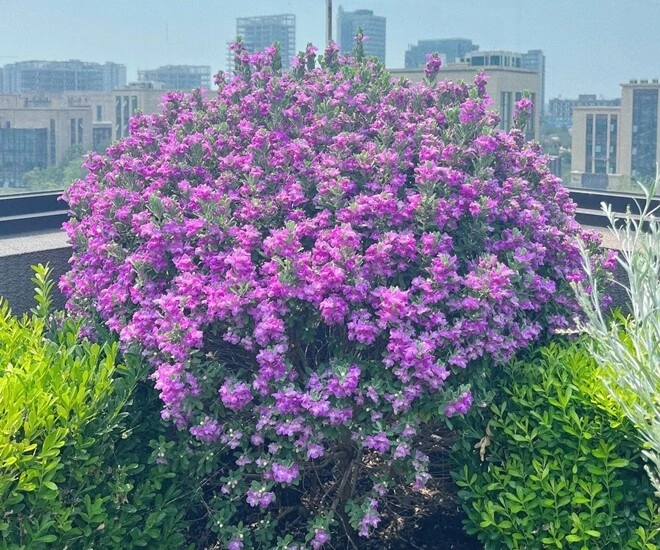 Cây dại mọc hoang đổi đời thành cây cảnh đẹp không kém gì hoa giấy nở từ xuân đến thu chịu nóng cực tốt - 1