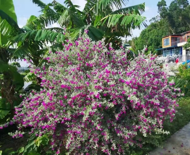 Cây dại mọc hoang đổi đời thành cây cảnh đẹp không kém gì hoa giấy nở từ xuân đến thu chịu nóng cực tốt - 7
