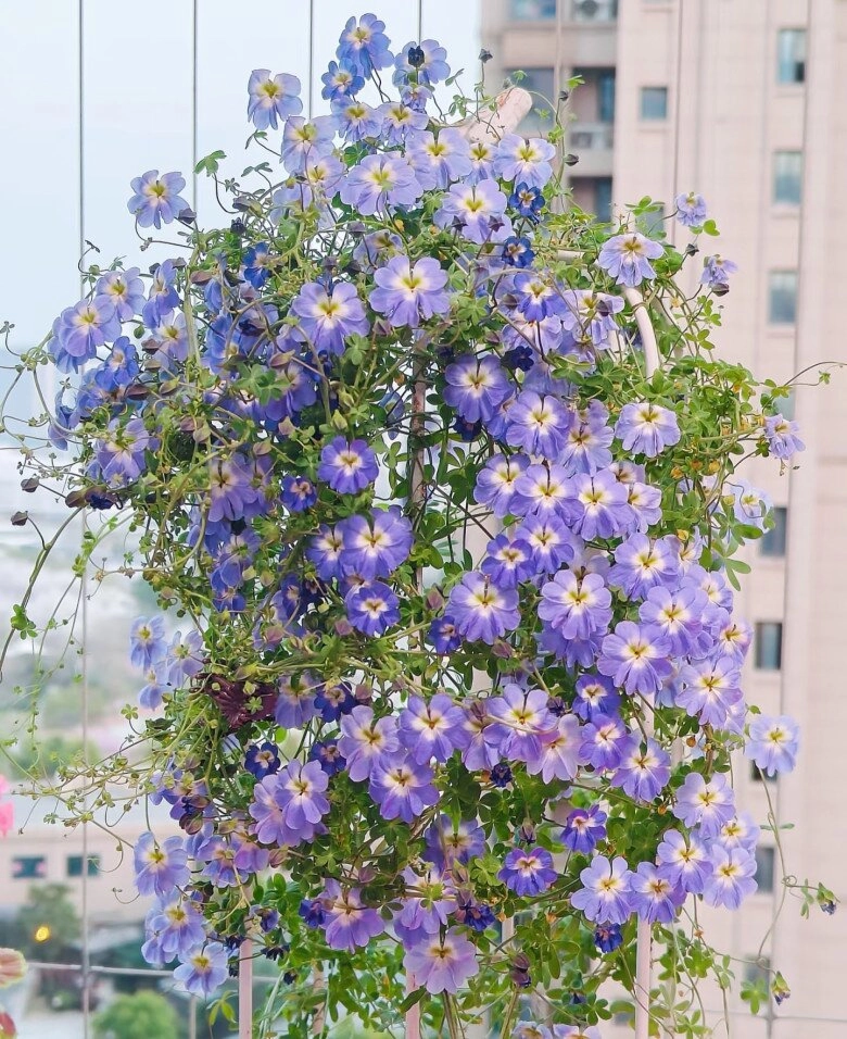 Cây dây leo đẹp chẳng kém hoa giấy nở cả nghìn bông một lúc trồng ở ban công sẽ thành biển hoa - 7