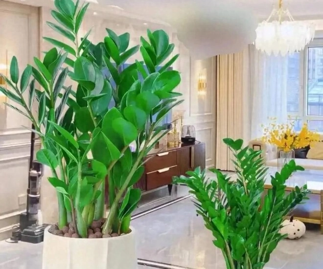 Cây kim tiền rất thích uống loại nước này mỗi tuần một cốc lá non mọc ào ào xanh bóng như bôi mỡ - 1