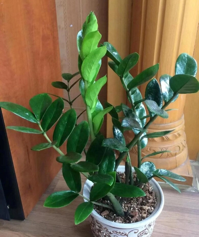 Cây kim tiền rất thích uống loại nước này mỗi tuần một cốc lá non mọc ào ào xanh bóng như bôi mỡ - 2