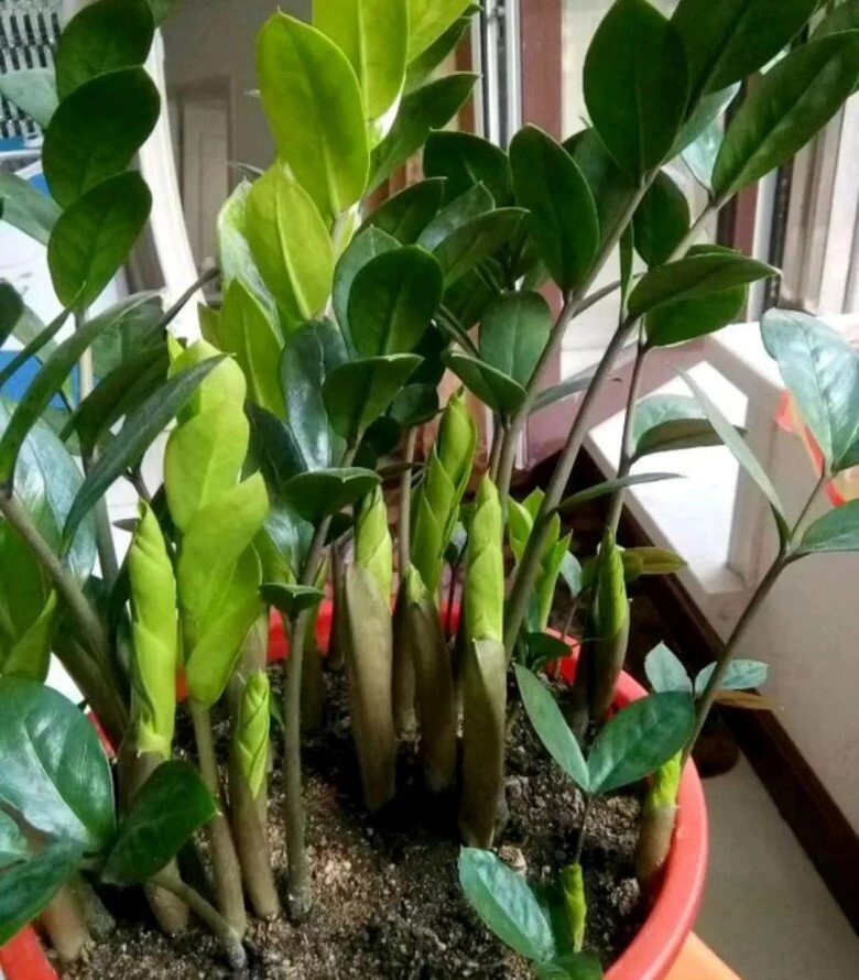 Cây kim tiền rất thích uống loại nước này mỗi tuần một cốc lá non mọc ào ào xanh bóng như bôi mỡ - 3