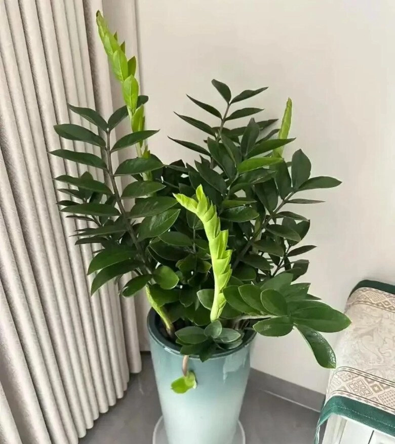 Cây kim tiền rất thích uống loại nước này mỗi tuần một cốc lá non mọc ào ào xanh bóng như bôi mỡ - 4