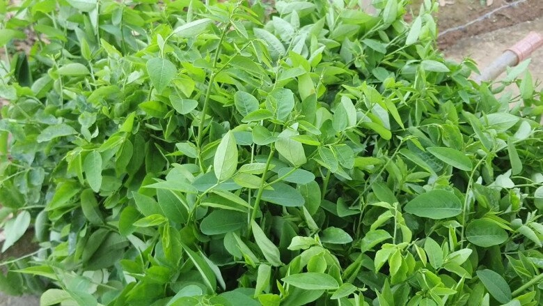 Cây này chỉ ăn lá vitamin c gấp 45 lần rau thường nấu canh hay luộc đều rất mát được ưa chuộng vào mùa hè - 1
