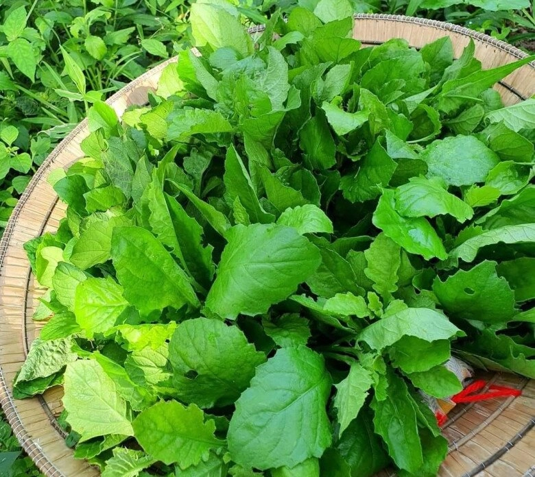Cây này nghe tên lạnh cả gáy xưa cho lợn ăn nay thành đặc sản giá trên dưới 100000đkg cứ nhắc đến là ai cũng thích - 1