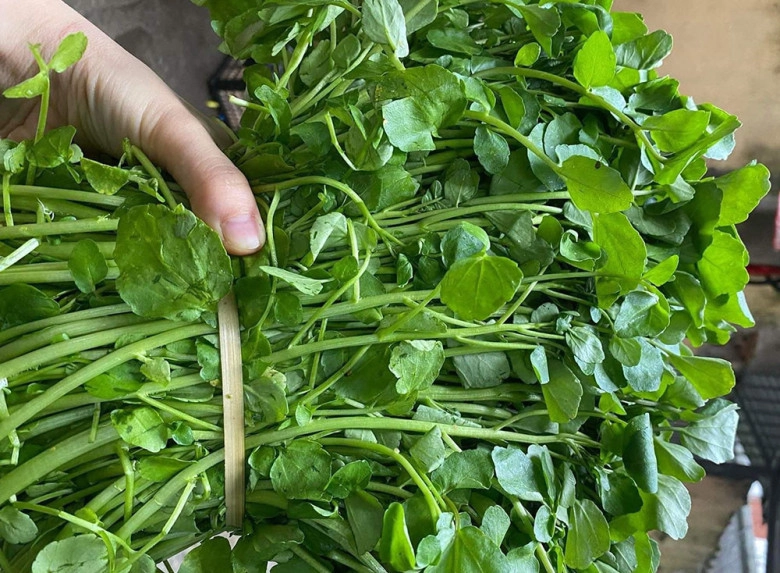 Cây này ở việt nam không chăm cũng lớn được mỹ đánh giá là rau tốt nhất thế giới đem xào tỏi hay nhúng lẩu ngon mê - 1