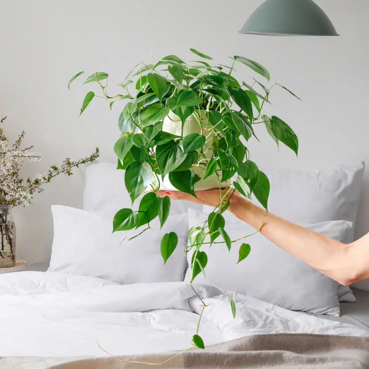 Cây trầu bà có thể đặt trong phòng ngủ không 10 người thì 9 người trả lời sai - 3