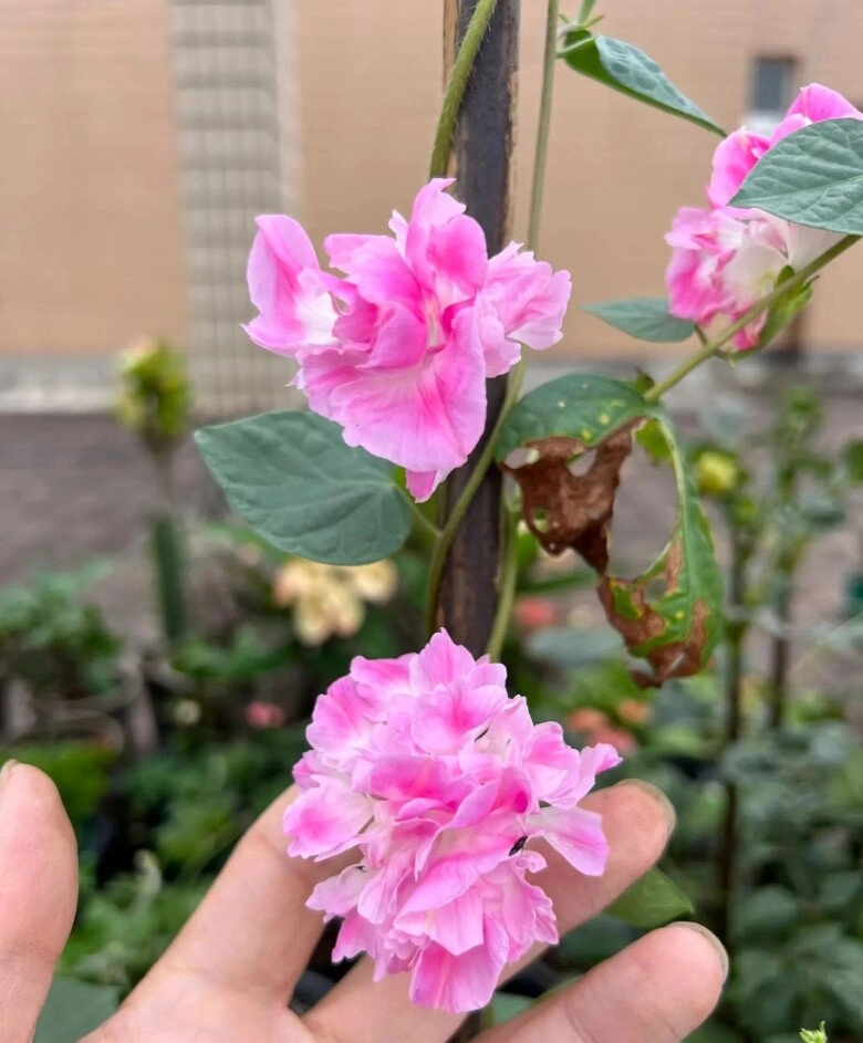 Chàng trai 10x trồng hoa dại biến ban công thành biển hoa rực rỡ chỉ cần ngẩng đầu là thấy mùa hè - 2