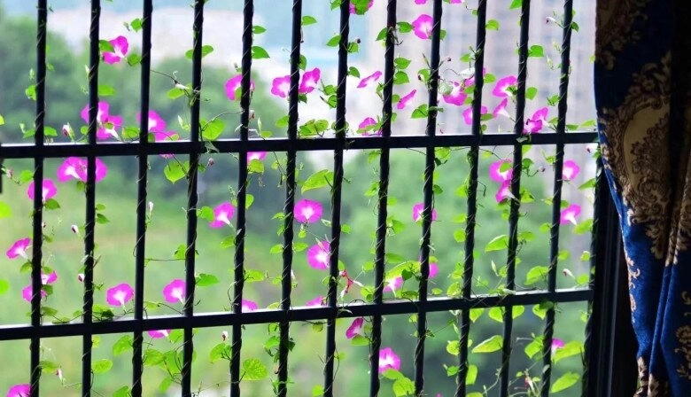 Chàng trai 10x trồng hoa dại biến ban công thành biển hoa rực rỡ chỉ cần ngẩng đầu là thấy mùa hè - 3