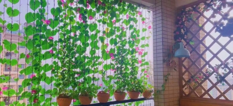 Chàng trai 10x trồng hoa dại biến ban công thành biển hoa rực rỡ chỉ cần ngẩng đầu là thấy mùa hè - 7