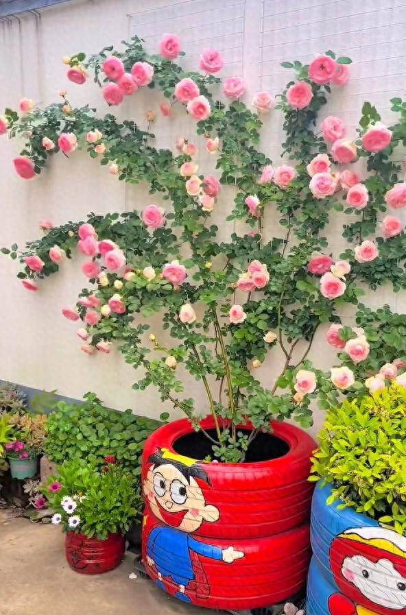 Chàng trai 10x trồng hoa hồng trong lốp xe vừa dễ thương vừa đẹp rực rỡ ai nhìn cũng mê - 2
