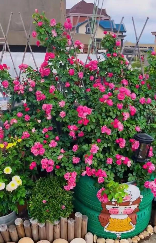 Chàng trai 10x trồng hoa hồng trong lốp xe vừa dễ thương vừa đẹp rực rỡ ai nhìn cũng mê - 4