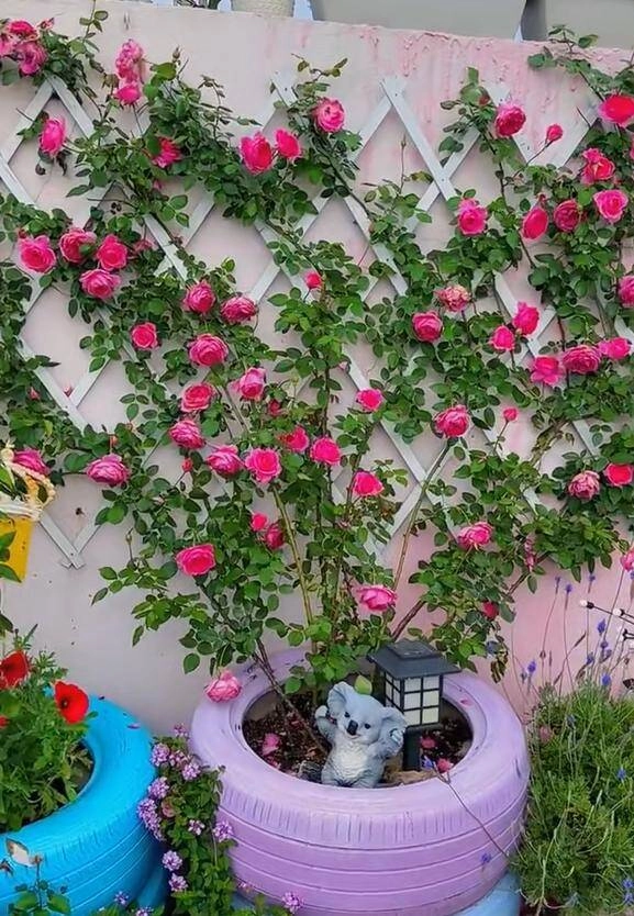 Chàng trai 10x trồng hoa hồng trong lốp xe vừa dễ thương vừa đẹp rực rỡ ai nhìn cũng mê - 8