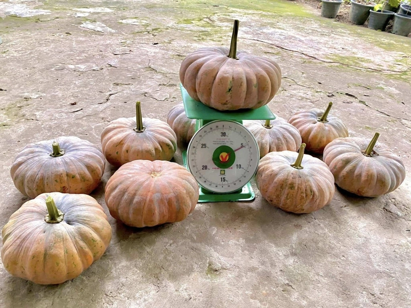 Chàng trai 9x ngồi xe lăn làm vườn rau xanh giăng khắp lối quả treo lúc lỉu trên giàn thật đã mắt - 7