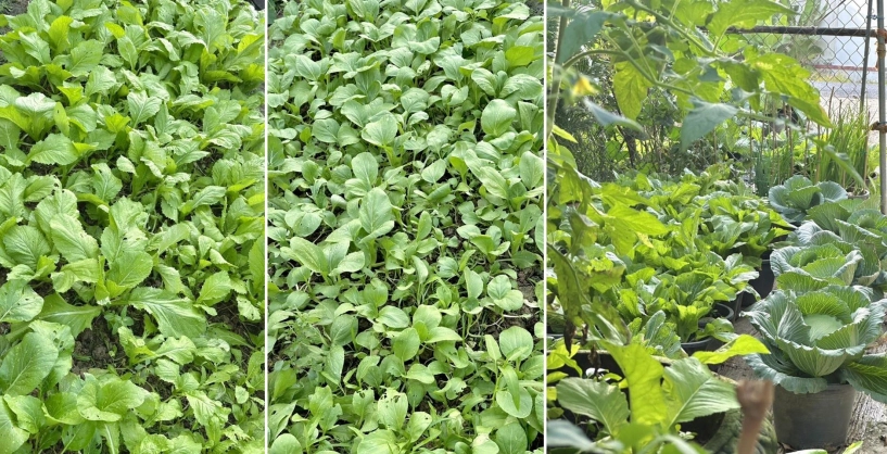 Chàng trai 9x ngồi xe lăn làm vườn rau xanh giăng khắp lối quả treo lúc lỉu trên giàn thật đã mắt - 11