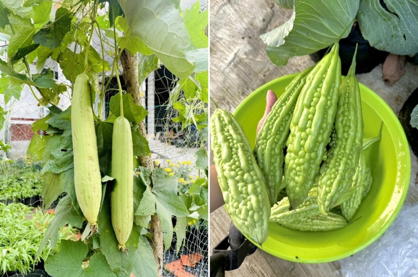 Chàng trai 9x ngồi xe lăn làm vườn rau xanh giăng khắp lối quả treo lúc lỉu trên giàn thật đã mắt - 13