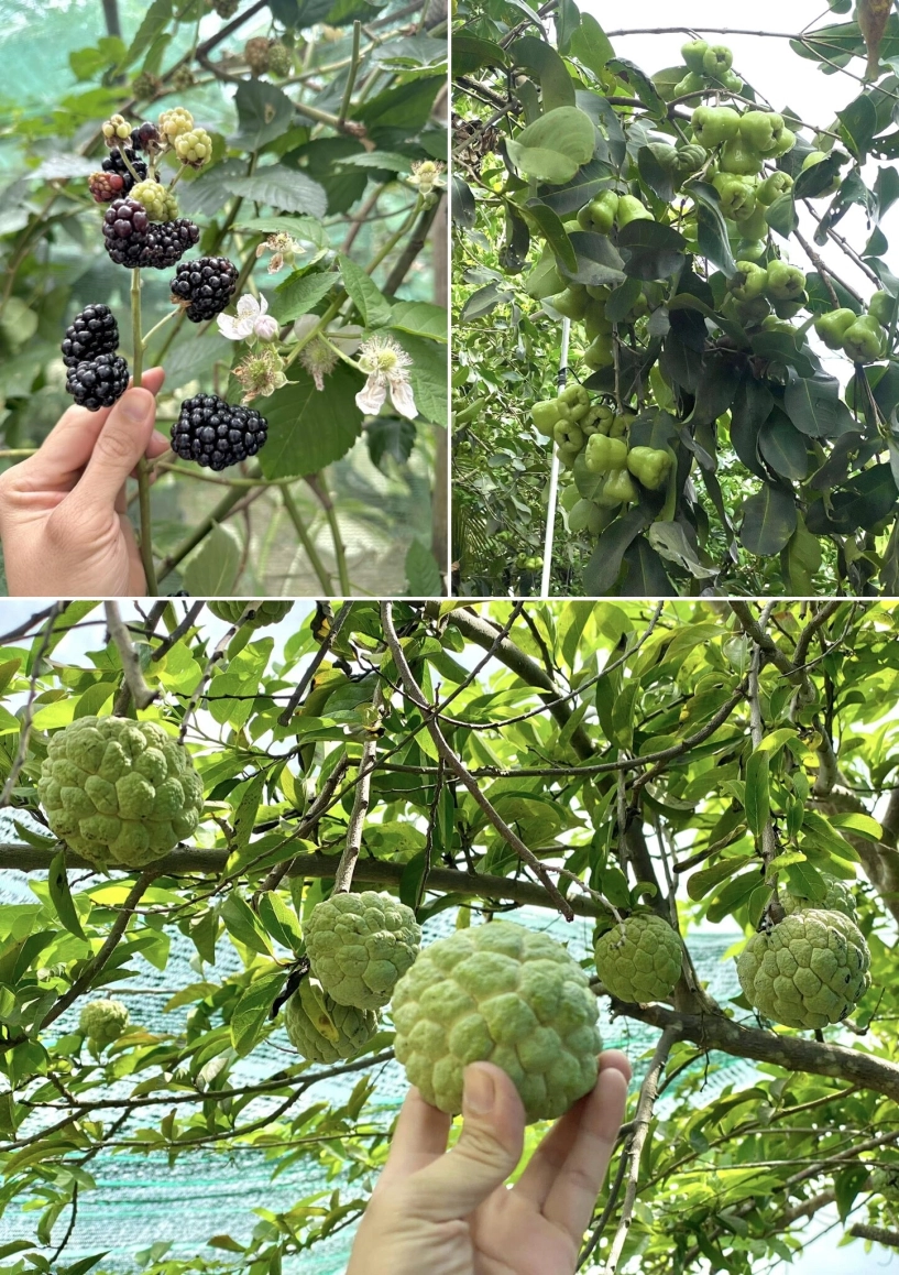 Chàng trai 9x ngồi xe lăn làm vườn rau xanh giăng khắp lối quả treo lúc lỉu trên giàn thật đã mắt - 17