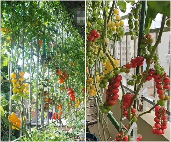 Chàng trai trồng cà chua trong cốc trà sữa ở ban công quả sai trĩu cành ai nhìn cũng mê - 1