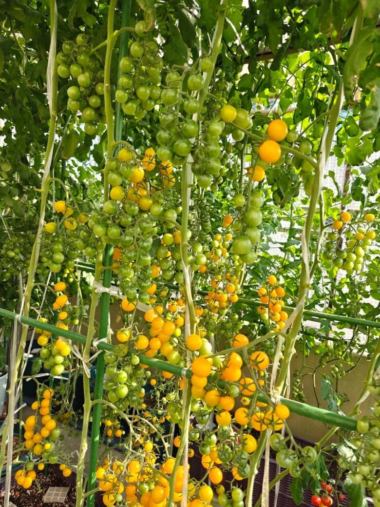 Chàng trai trồng cà chua trong cốc trà sữa ở ban công quả sai trĩu cành ai nhìn cũng mê - 5