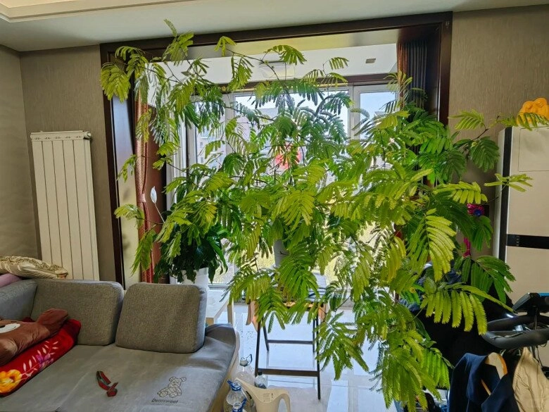Chỉ trồng một cây dại trong phòng khách chàng trai khiến ai bước vào cũng tưởng lạc giữa resort 5 sao - 2