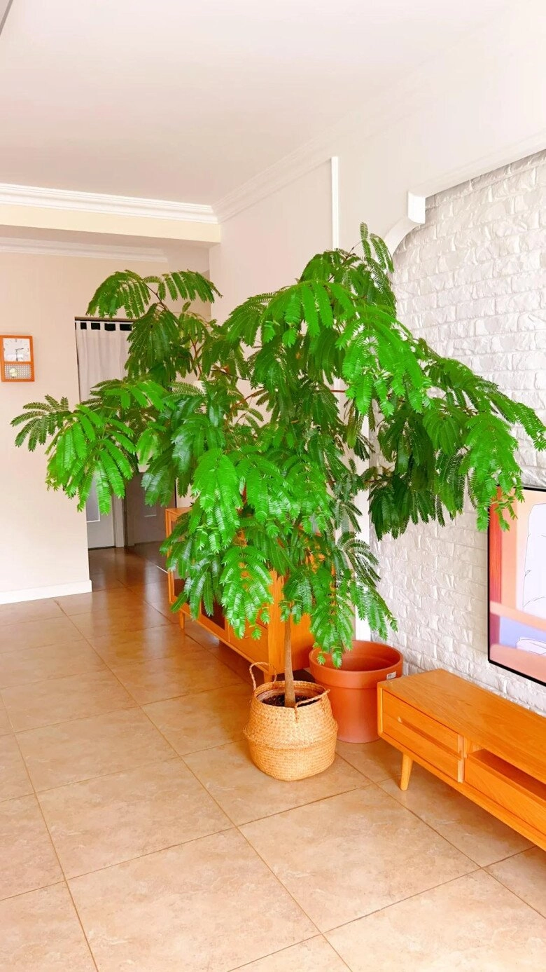 Chỉ trồng một cây dại trong phòng khách chàng trai khiến ai bước vào cũng tưởng lạc giữa resort 5 sao - 9