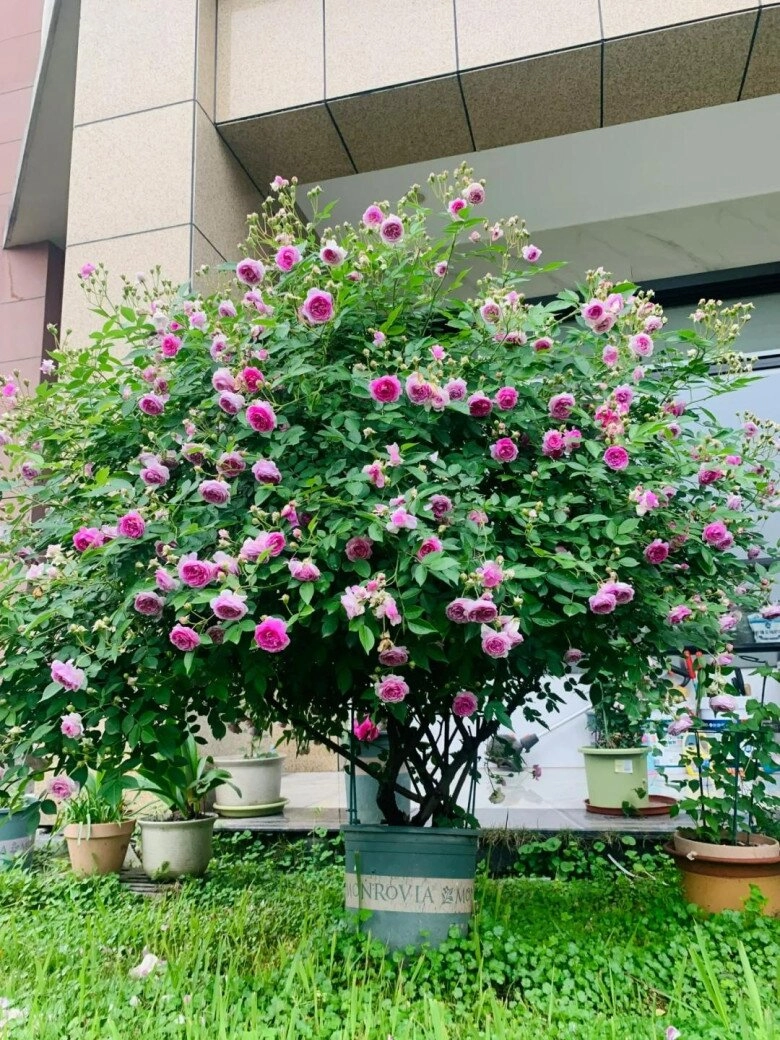 Cô gái khoe giàn hoa hồng leo 3 năm tuổi cây nở trăm bông một lúc đẹp như xứ sở thần tiên - 9