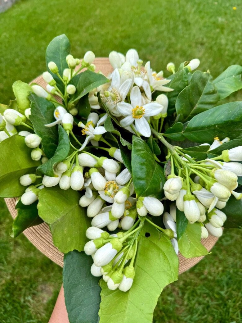 Cơ ngơi xinh xắn của diễn viên diệu hương ở mỹ bể bơi xanh mát hoa thơm nở rực từ trong ra ngoài - 6