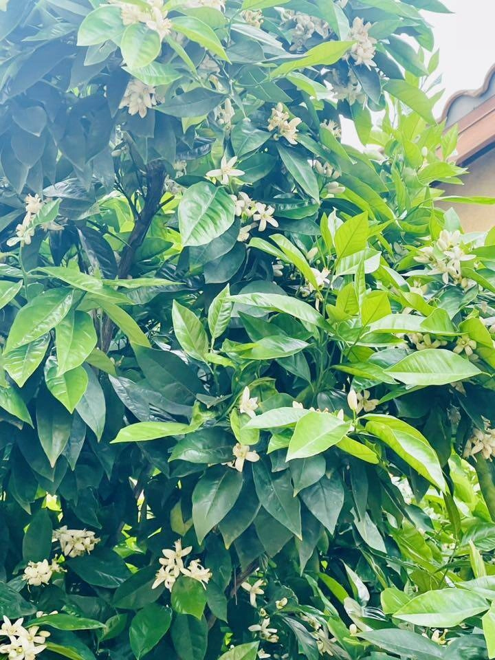 Cơ ngơi xinh xắn của diễn viên diệu hương ở mỹ bể bơi xanh mát hoa thơm nở rực từ trong ra ngoài - 15