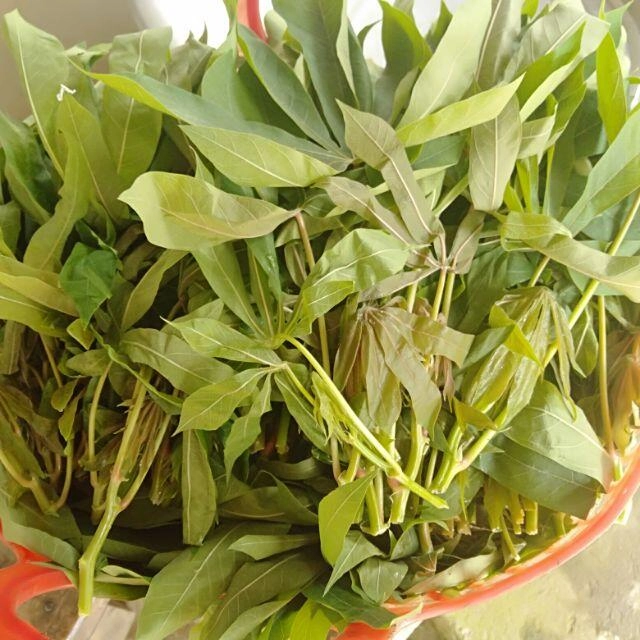 Cứ tưởng trồng chỉ để lấy củ ai ngờ lá của cây này cực ngon chỉ nấu với lạc thôi đã được món rẻ mà hấp dẫn - 1