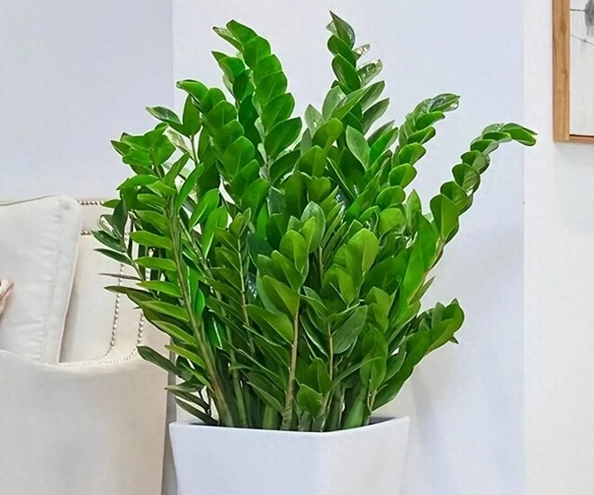 Đặt cây kim tiền ở vị trí này trong nhà sẽ mang lại vận may tốt nhất 99 mọi người không biết - 1