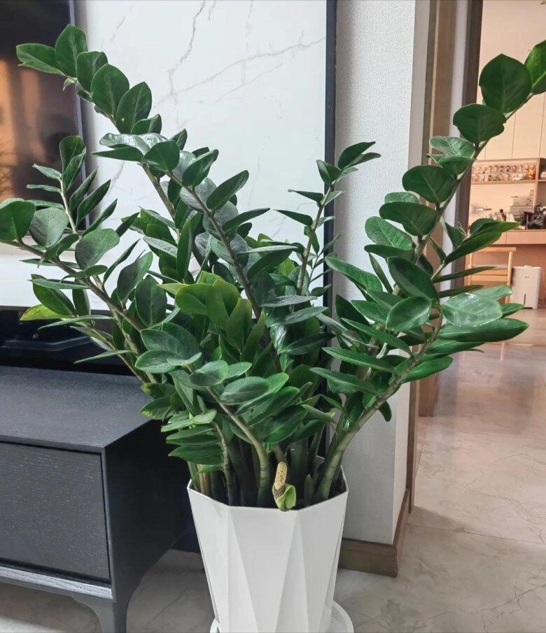 Đặt cây kim tiền ở vị trí này trong nhà sẽ mang lại vận may tốt nhất 99 mọi người không biết - 2