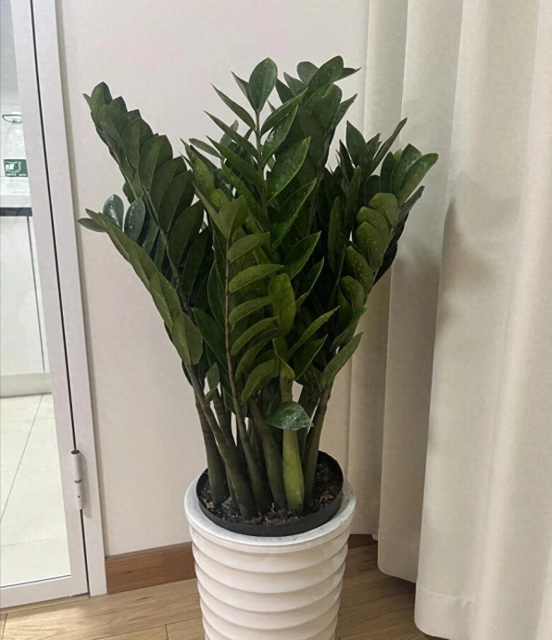 Đặt cây kim tiền ở vị trí này trong nhà sẽ mang lại vận may tốt nhất 99 mọi người không biết - 5