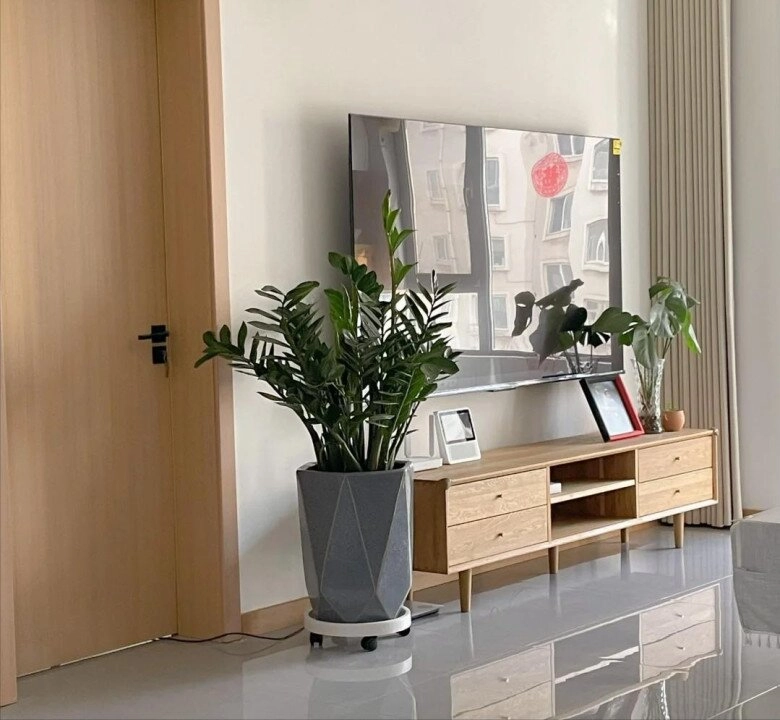 Đặt cây kim tiền ở vị trí này trong nhà sẽ mang lại vận may tốt nhất 99 mọi người không biết - 6