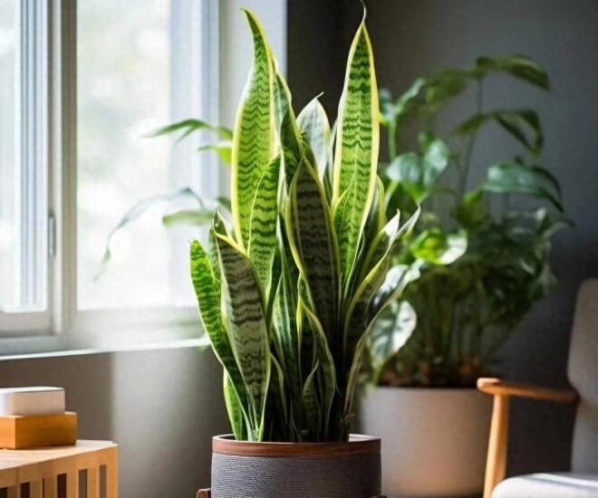 Đặt cây lưỡi hổ ở 5 vị trí này trong nhà sẽ kích hoạt tài lộc gia đình gặp nhiều may mắn - 1