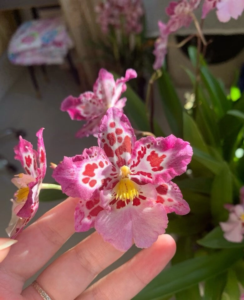 Đây là cỗ máy ra hoa trong thế giới lan vừa đẹp vừa thơm giá rất rẻ lại dễ chăm sóc - 2