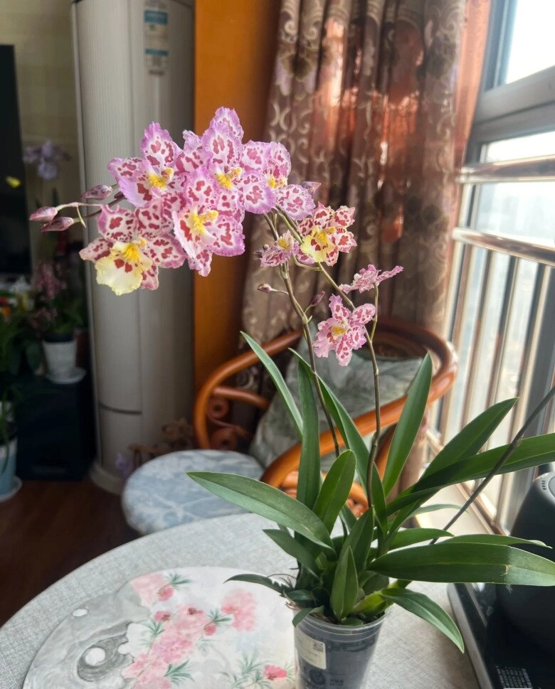 Đây là cỗ máy ra hoa trong thế giới lan vừa đẹp vừa thơm giá rất rẻ lại dễ chăm sóc - 3