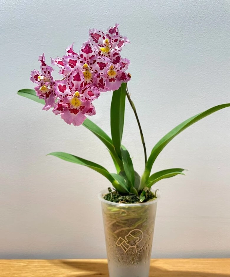 Đây là cỗ máy ra hoa trong thế giới lan vừa đẹp vừa thơm giá rất rẻ lại dễ chăm sóc - 6
