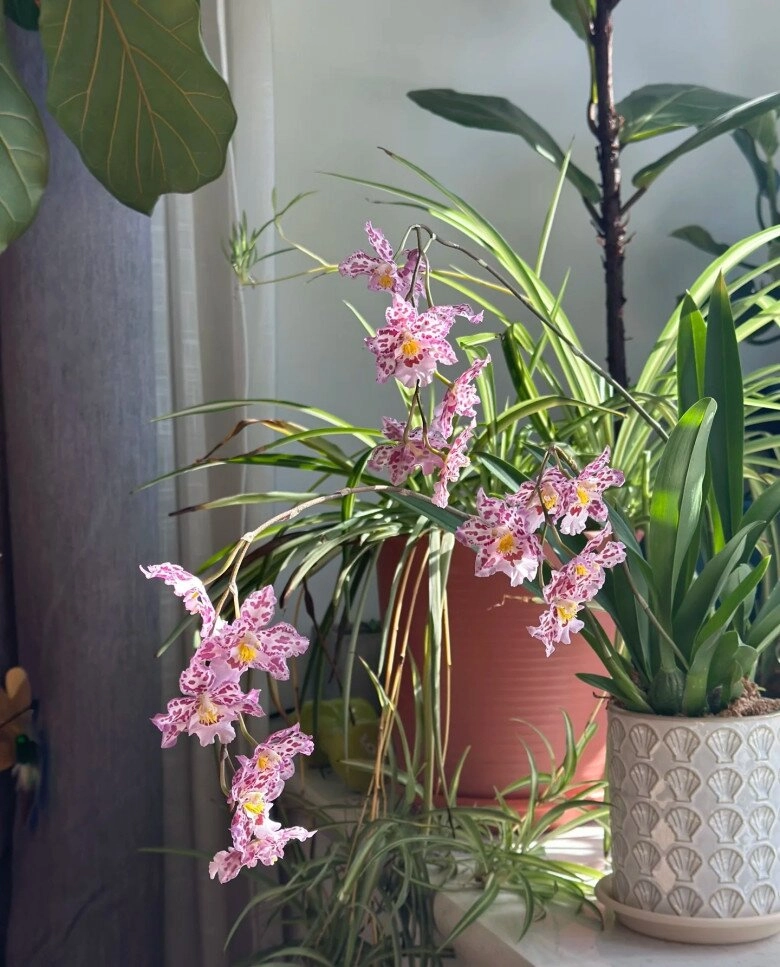 Đây là cỗ máy ra hoa trong thế giới lan vừa đẹp vừa thơm giá rất rẻ lại dễ chăm sóc - 7